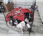 Small #1 Breeder Profile image