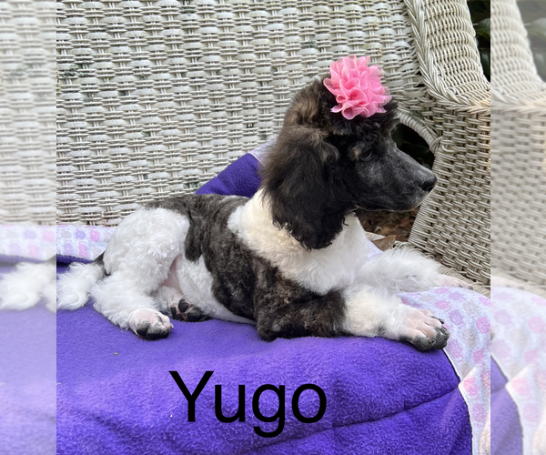 Medium Photo #1  Breeder Profile in SHILOH, GA, USA