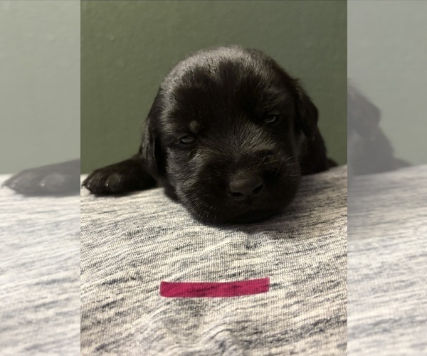 Medium Photo #4  Breeder Profile in PLANT CITY, FL, USA