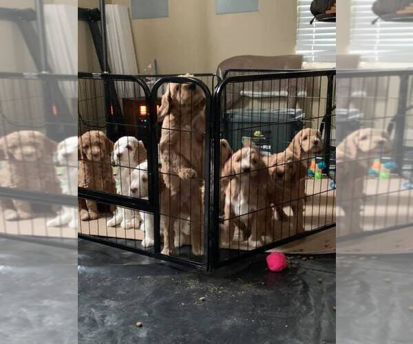 Medium Photo #1  Breeder Profile in RUSSELLVILLE, KY, USA