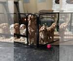 Small breeder photo