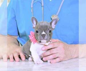 French Bulldog Dog Breeder near Achill Sound, Connaught, Ireland