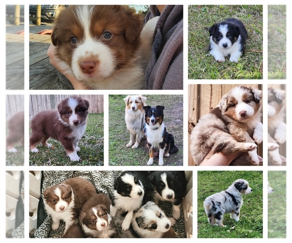 Medium Photo #1  Breeder Profile in MOREHEAD CITY, NC, USA