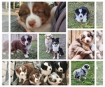 Small breeder photo