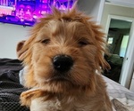 Small #21 Breeder Profile image