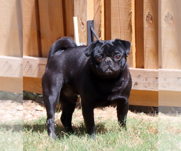 Medium Photo #8  Breeder Profile in WINNSBORO, TX, USA