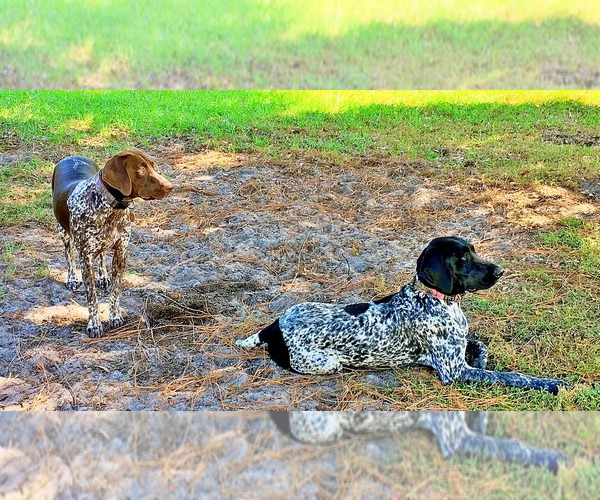 Medium Photo #1  Breeder Profile in UMATILLA, FL, USA
