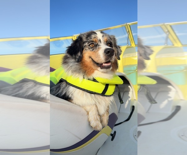 Medium Photo #6  Breeder Profile in BOUTON, IA, USA