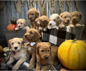 Goldendoodle-Poodle (Standard) Mix Dog Breeder in CEDAR HILL,  USA