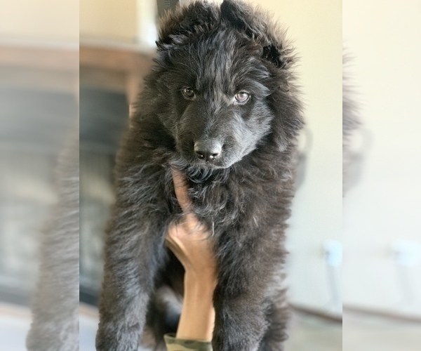 Medium Photo #183  Breeder Profile in PINON HILLS, CA, USA