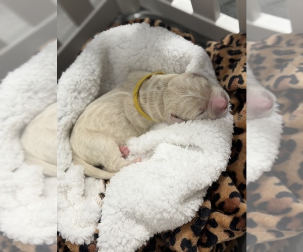 Medium Photo #14  Breeder Profile in NORTH AUGUSTA, SC, USA