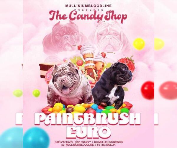Medium Photo #1  Breeder Profile in PFLUGERVILLE, TX, USA