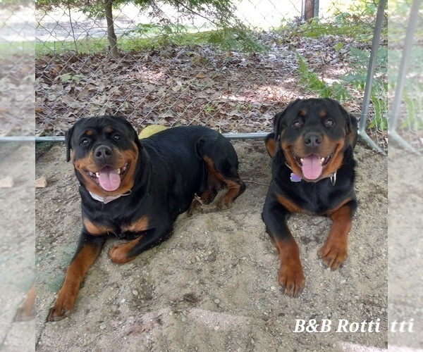 Medium Photo #1  Breeder Profile in CANDIA, NH, USA