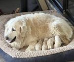 Small #2 Breeder Profile image