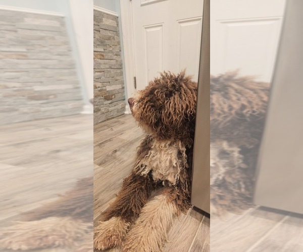 Medium Photo #12  Breeder Profile in ACCOKEEK, MD, USA