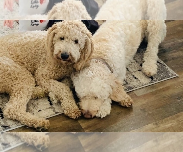 Medium Photo #1  Breeder Profile in ANKENY, IA, USA