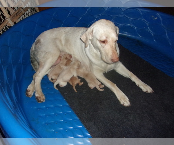 Medium Photo #1  Breeder Profile in MIDLAND, MI, USA