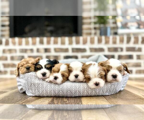 Medium Photo #5  Breeder Profile in JACKSON, OH, USA