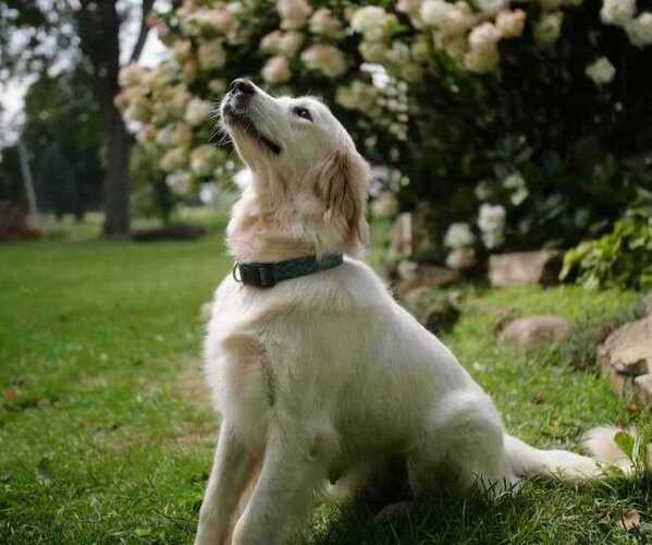 Medium Photo #1  Breeder Profile in MINERVA, OH, USA