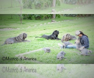 Main photo of Neapolitan Mastiff Dog Breeder near SOUTHWEST RANCHES, FL, USA