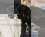 Small #62 Breeder Profile image