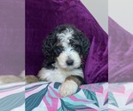 Small #3 Breeder Profile image