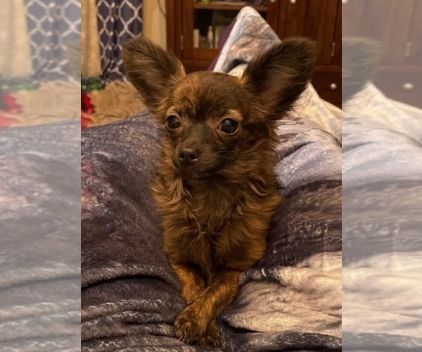 Medium Photo #93  Breeder Profile in TWINING, MI, USA