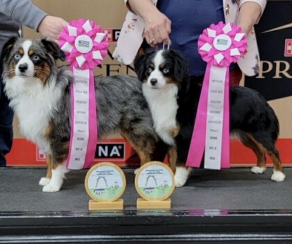 Medium Photo #23  Breeder Profile in NOLENSVILLE, TN, USA