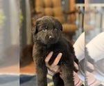 Small #2 Breeder Profile image