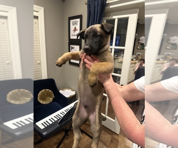 Medium Photo #12  Breeder Profile in ATHENS, AL, USA