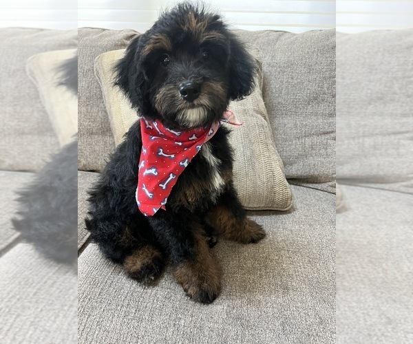 Medium Photo #4  Breeder Profile in RICHMOND, IL, USA