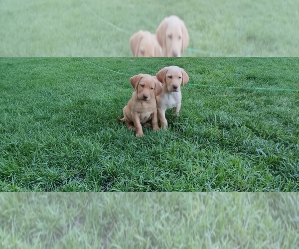 Medium Photo #1  Breeder Profile in SAINT ANTHONY, ID, USA