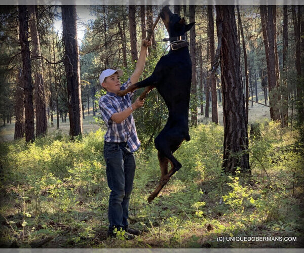 Medium Photo #8  Breeder Profile in FRUITA, CO, USA