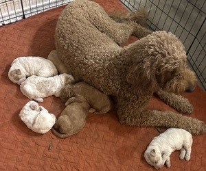 Goldendoodle Dog Breeder near HONEY GROVE, TX, USA