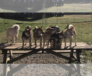 Main photo of Shiba Inu Dog Breeder near PLAINWELL, MI, USA