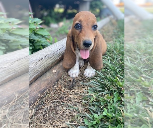 Medium Photo #1  Breeder Profile in WORTH, MO, USA