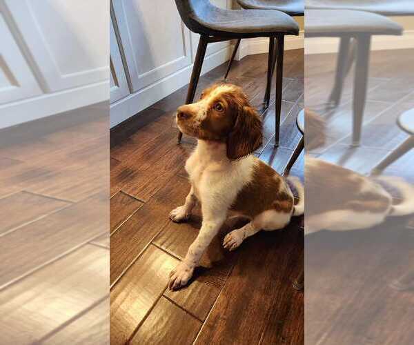 Medium Photo #15  Breeder Profile in HORTENSE, GA, USA