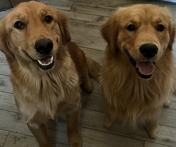 Medium Photo #1  Breeder Profile in SUN VALLEY, NV, USA