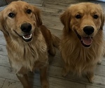 Small breeder photo