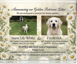 English Cream Golden Retriever Dog Breeder near PITTSFIELD, MA, USA