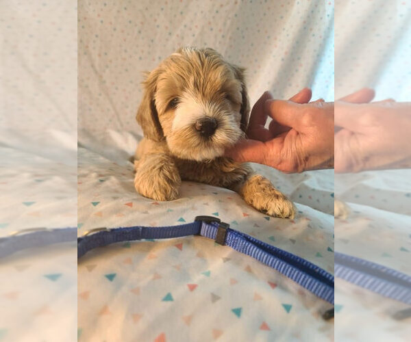 Medium Photo #3  Breeder Profile in MOUNT JACKSON, VA, USA