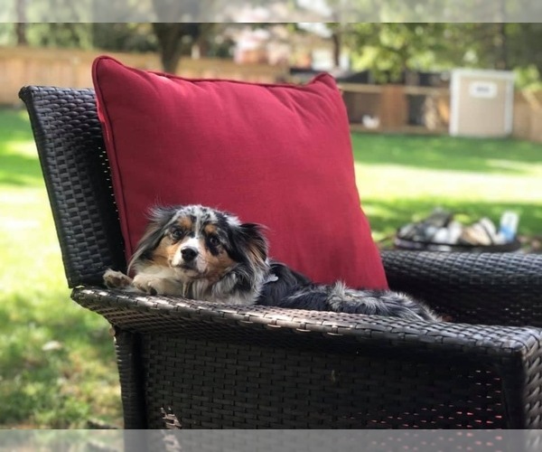 Medium Photo #1  Breeder Profile in COATESVILLE, PA, USA