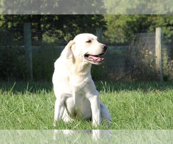 Medium Photo #4  Breeder Profile in NEOLA, WV, USA