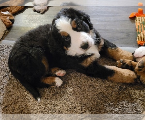 Medium Photo #1  Breeder Profile in HARKER HEIGHTS, TX, USA