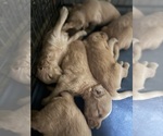 Small #18 Breeder Profile image