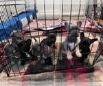 Small breeder photo