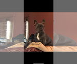 Small breeder photo