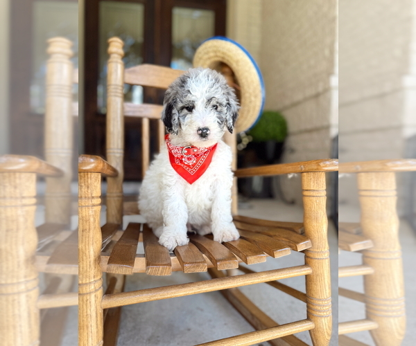 Medium Photo #10  Breeder Profile in MAGNOLIA, TX, USA