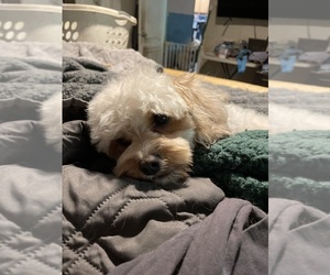 Cavapoo Dog Breeder near LAFAYETTE, TN, USA