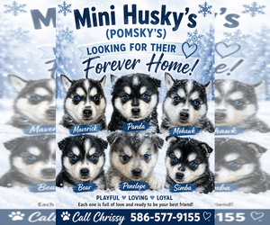 Pomsky Dog Breeder near ROSEVILLE, MI, USA